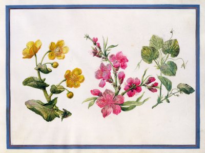 Souci des marais, Japonica, Violette - Claude Aubriet